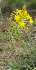 Bulbine abyssinica image