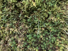 Selaginella wallacei