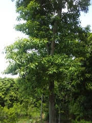 Catalpa longissima