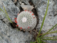 Mammillaria albilanata tegelbergiana