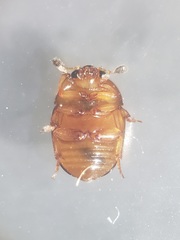 Leiodinae