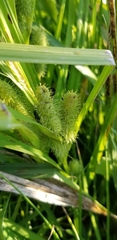Carex frankii