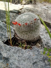 Mammillaria albilanata tegelbergiana