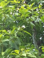 Catalpa longissima