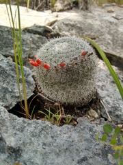 Mammillaria albilanata tegelbergiana