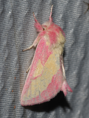 Hyparpax aurora