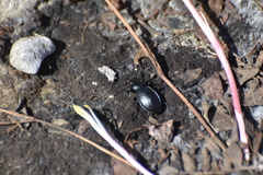 Carabus taedatus