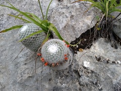 Mammillaria albilanata tegelbergiana