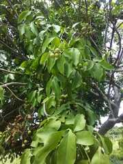 Melicoccus bijugatus