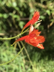 Tropaeolum smithii