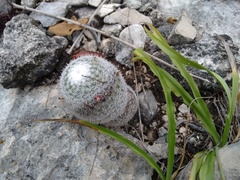 Mammillaria albilanata tegelbergiana