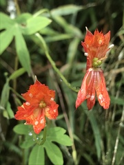 Tropaeolum smithii