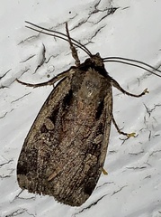 Eueretagrotis sigmoides