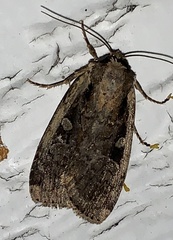 Eueretagrotis sigmoides