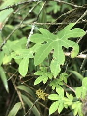 Tropaeolum smithii