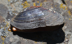 Unionoidea