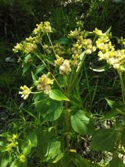 Schistocarpha eupatorioides