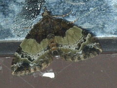 Chrysolarentia phaedra