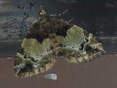 Chrysolarentia phaedra