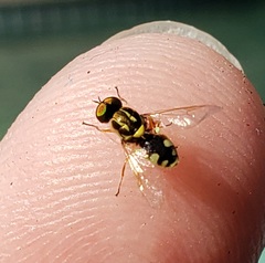 Oxycerini