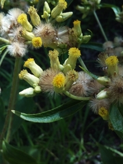 Schistocarpha eupatorioides