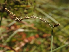 Carex bolanderi