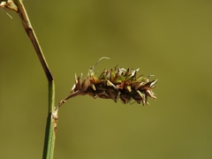 Carex bolanderi