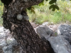 Mammillaria albilanata tegelbergiana