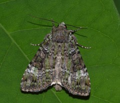 Anaplectoides prasina