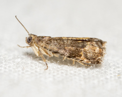Grapholita packardi