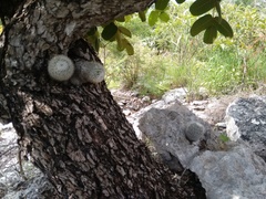 Mammillaria albilanata tegelbergiana