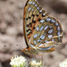 Coronis Fritillary - Photo (c) Paul G. Johnson, some rights reserved (CC BY-NC-SA), uploaded by Paul G. Johnson