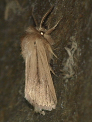 Bathytricha leonina