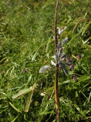 Lupinus polyphyllus polyphyllus