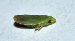 Memnonia leptalea