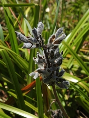 Lupinus polyphyllus polyphyllus