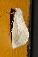 Plagiomimicus argyropolia