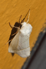 Plagiomimicus argyropolia