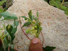 Manihot chlorosticta