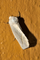 Plagiomimicus argyropolia