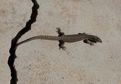 Varanus acanthurus
