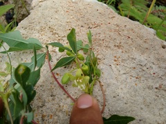 Manihot chlorosticta