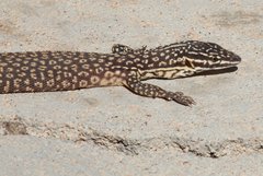 Varanus acanthurus