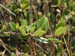 Ceanothus gloriosus porrectus