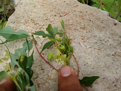 Manihot chlorosticta