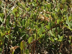 Ceanothus gloriosus porrectus