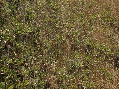 Ceanothus gloriosus porrectus