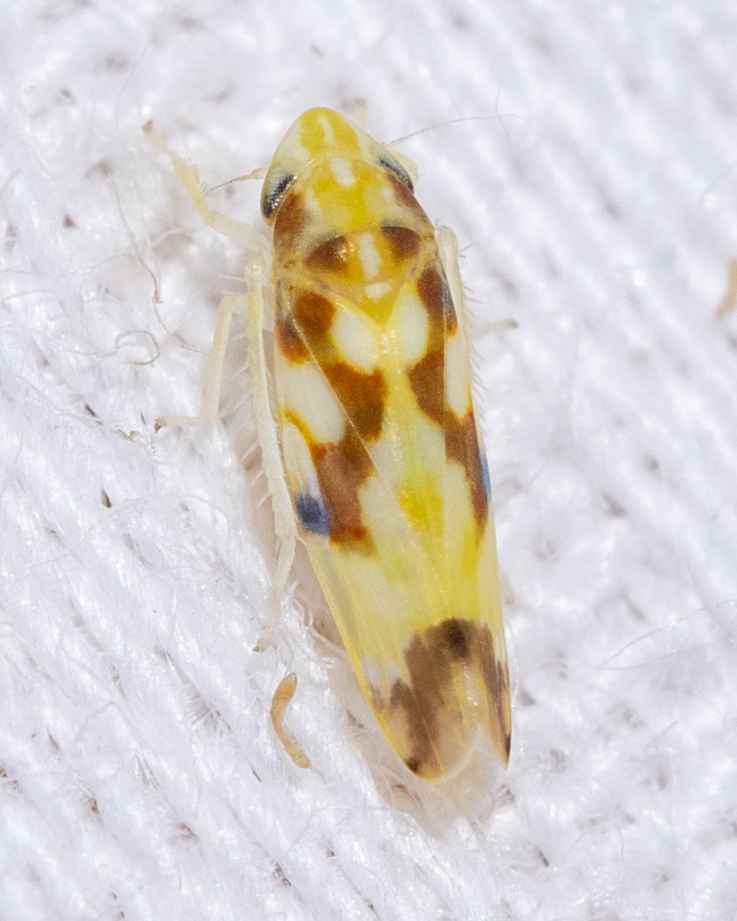 Virginia Creeper Leafhopper