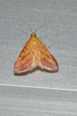 Pyrausta obtusanalis
