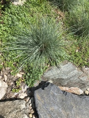 Helictotrichon sempervirens
